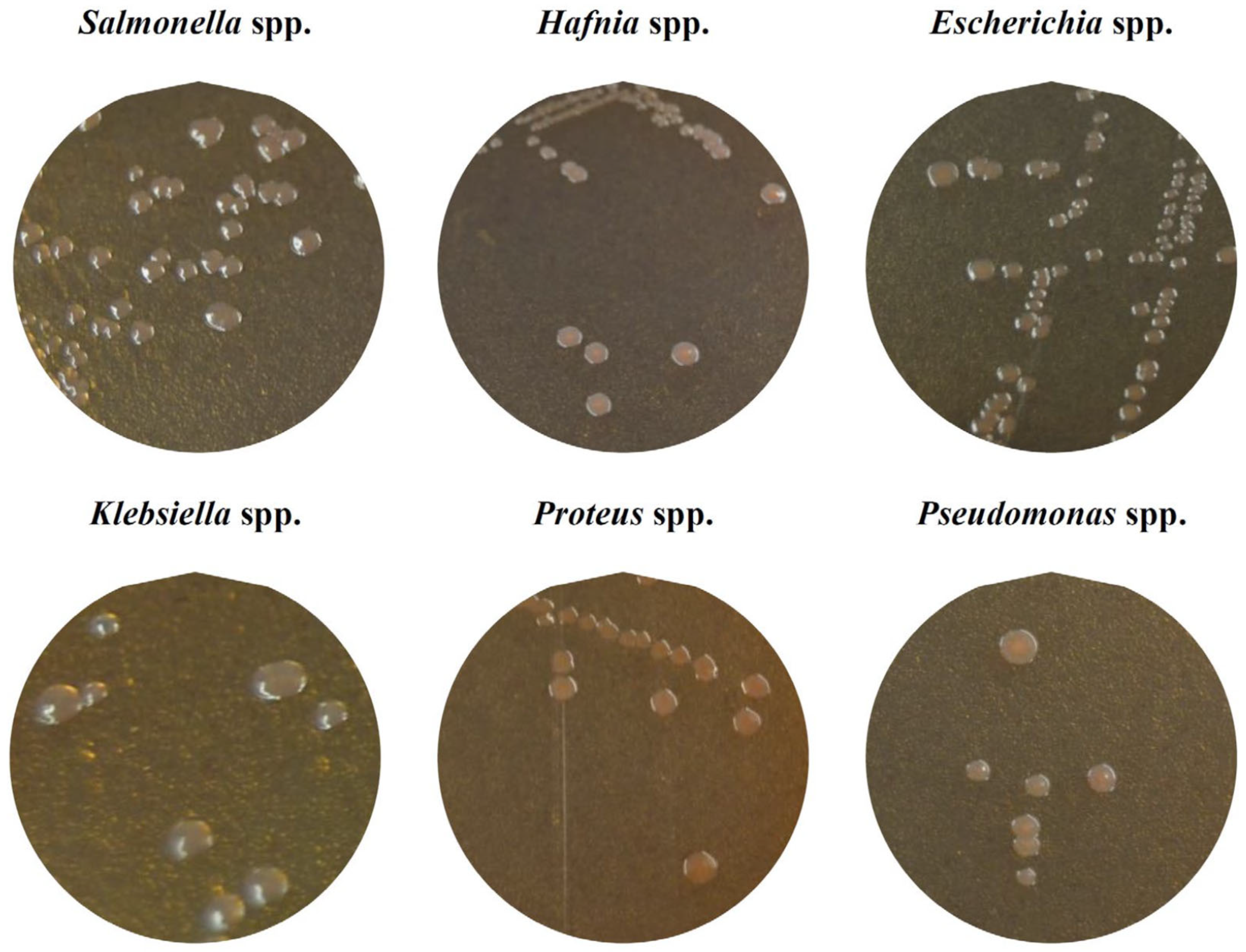 Antibiotics 14 00540 g001 Antibiotics 14 00540 g001
