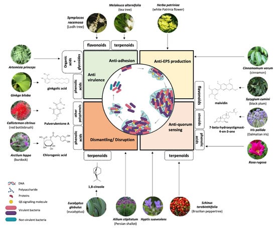 Antibiotics 14 00555 g003