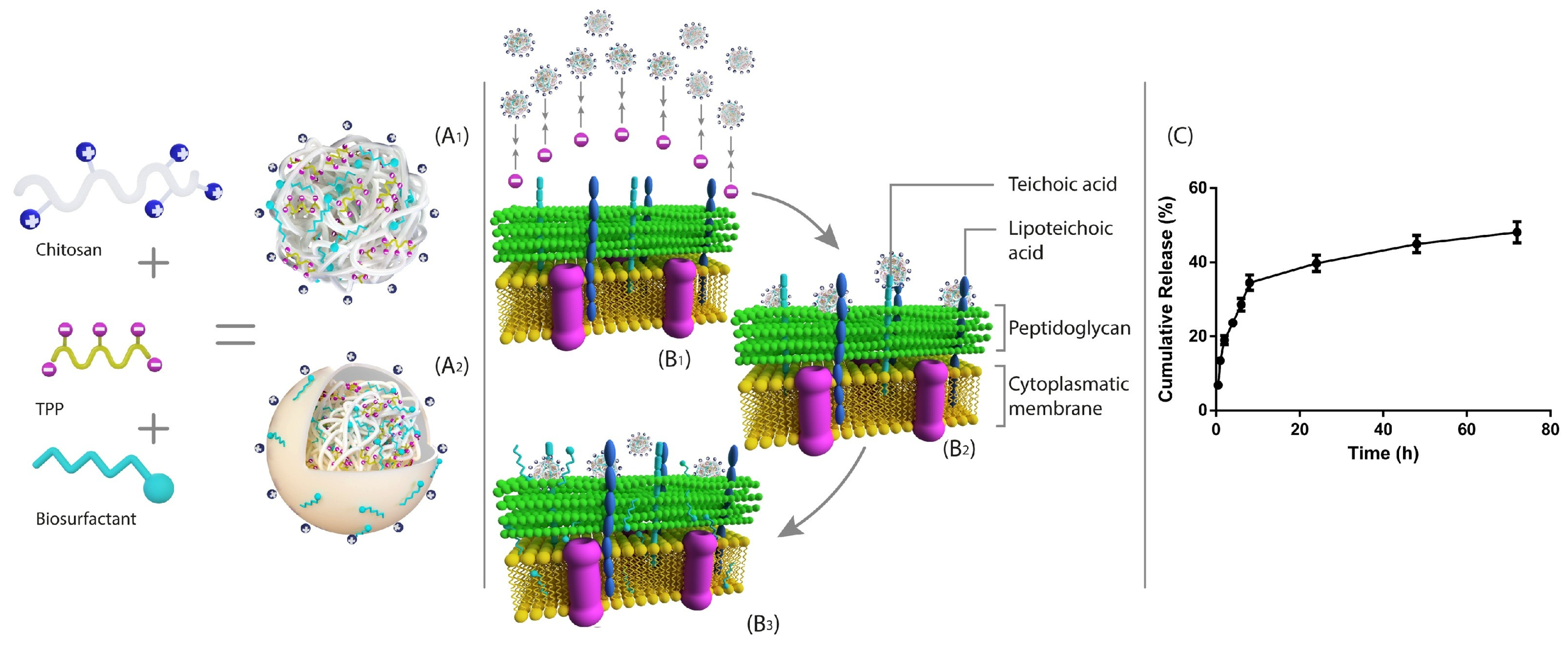 Antibiotics 14 00555 g004