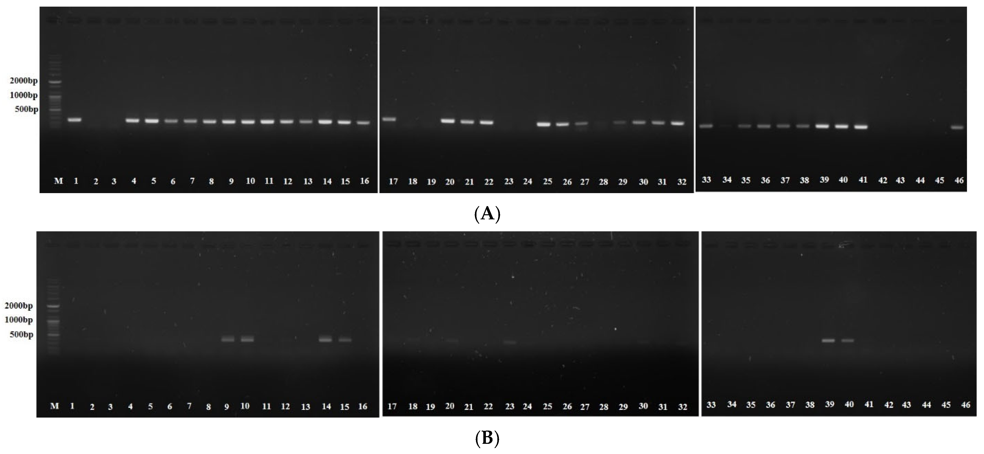 Antibiotics 14 00580 g001