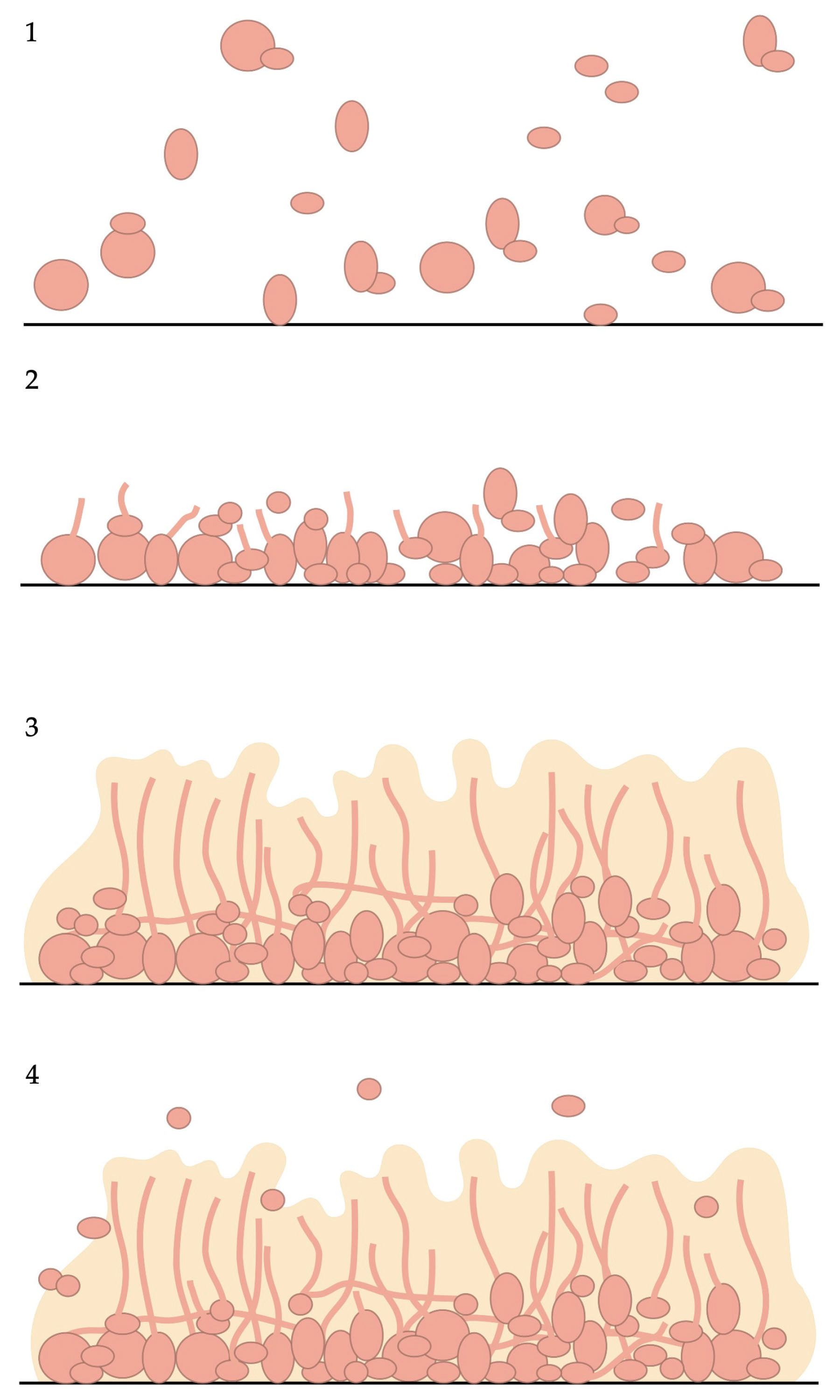Antibiotics 14 00718 g001