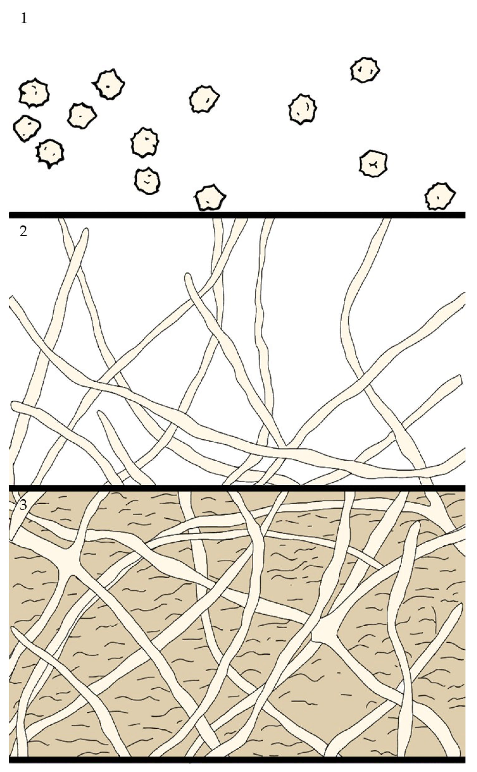 Antibiotics 14 00718 g003