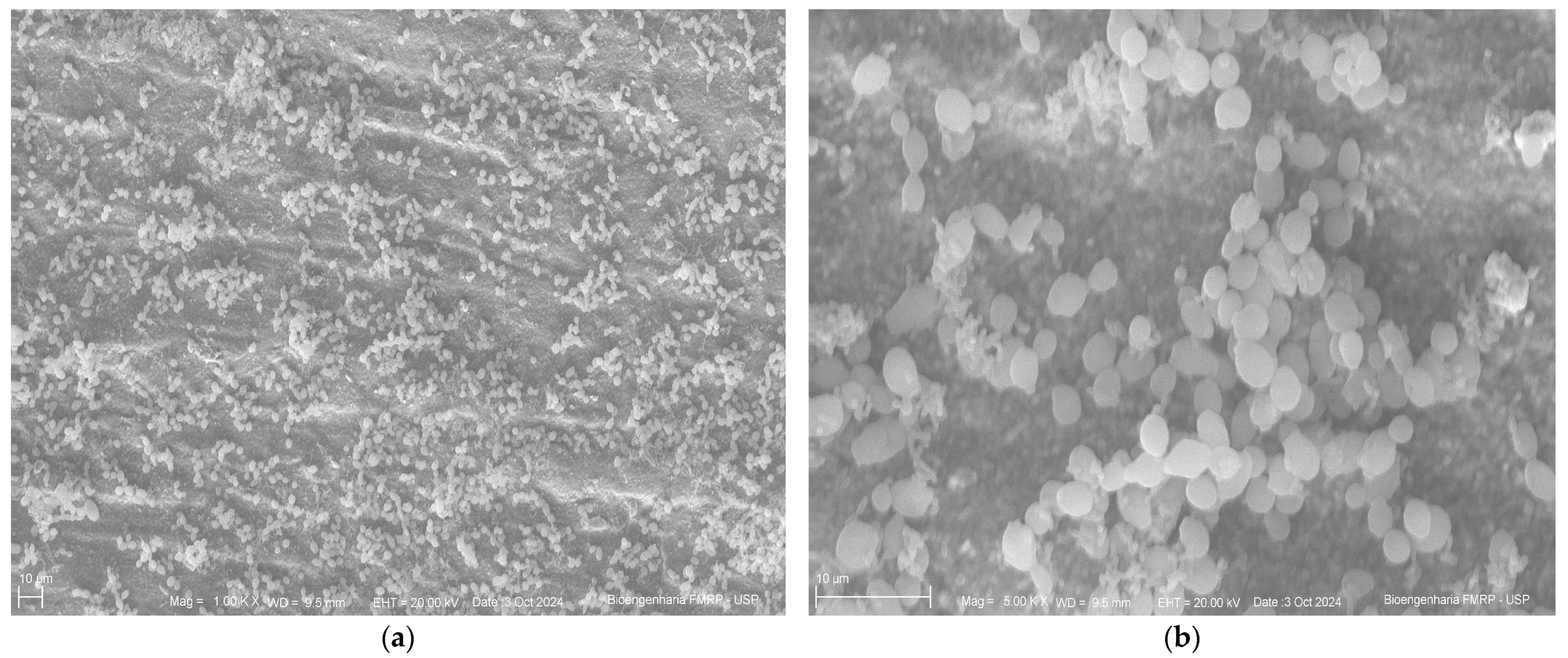 Antibiotics 14 00739 g004