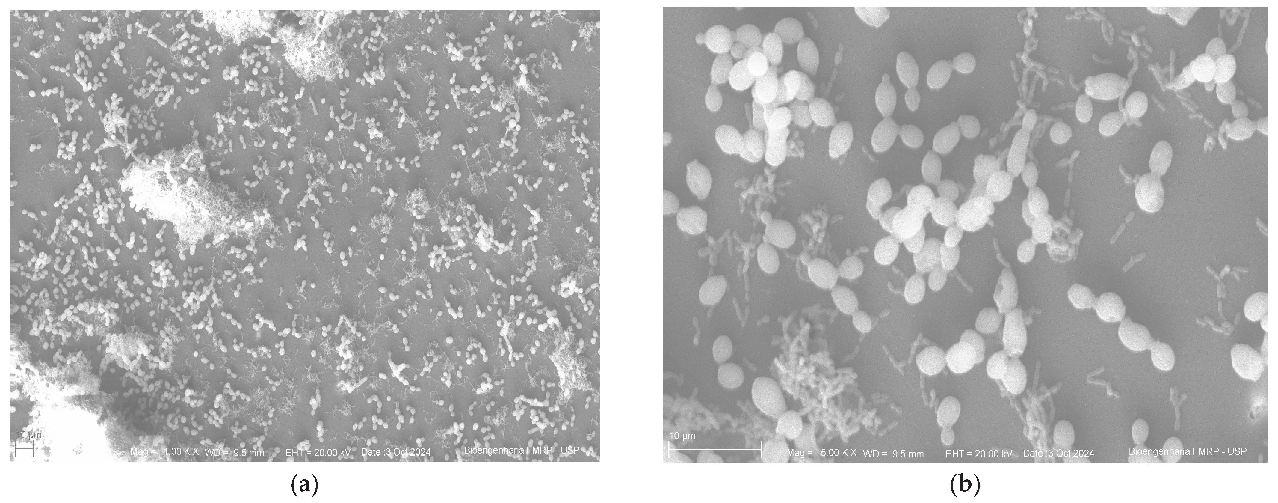 Antibiotics 14 00739 g005