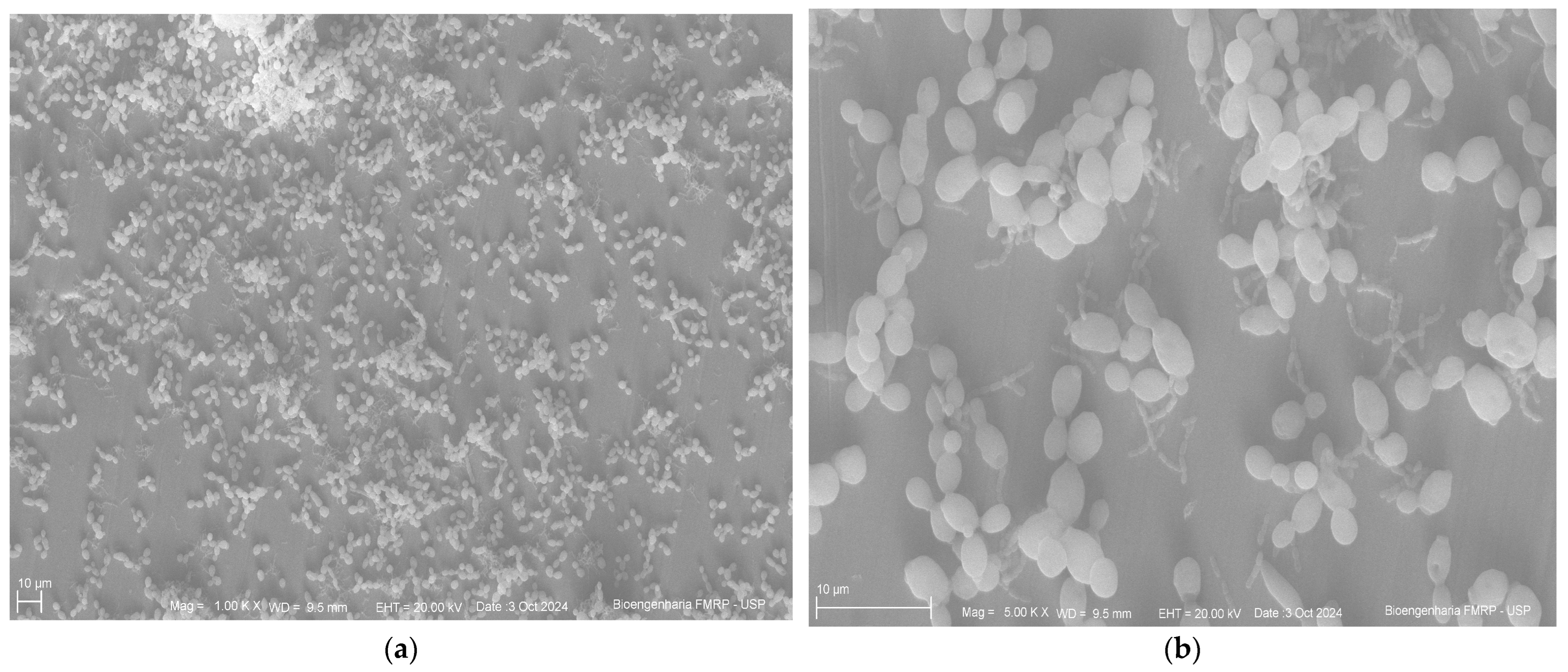 Antibiotics 14 00739 g006