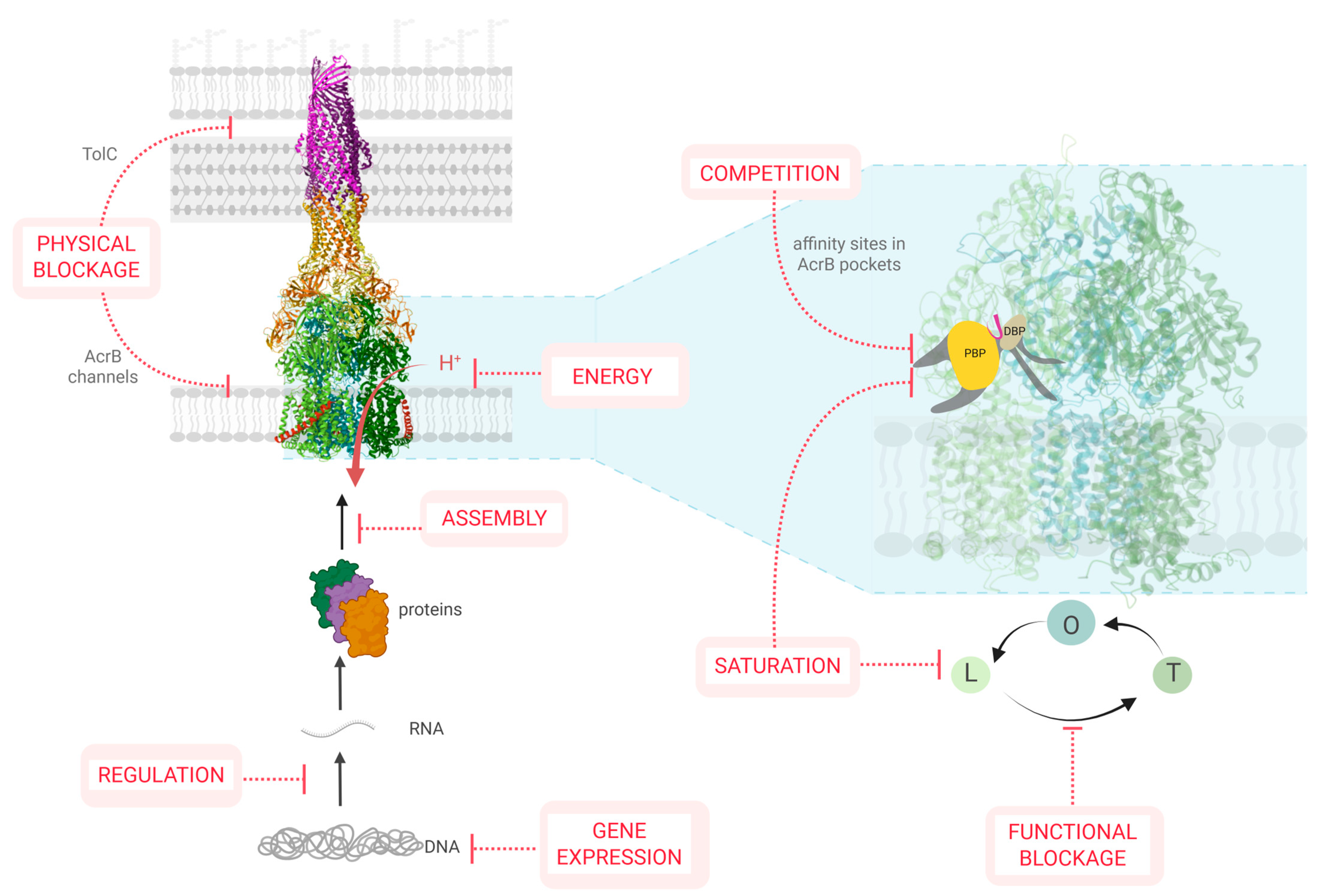 Antibiotics 14 00778 g002