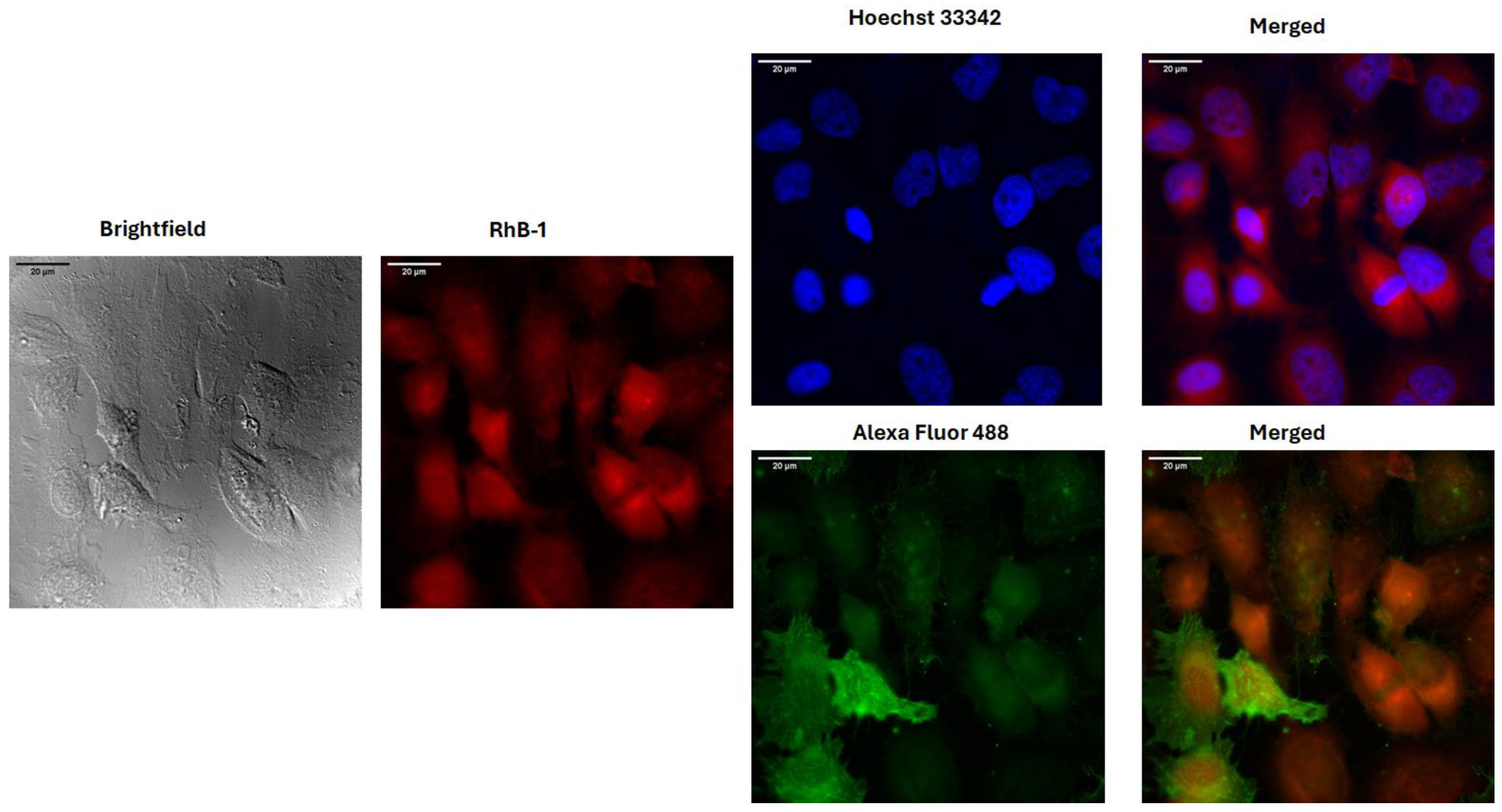 Antibiotics 14 00793 g004 Antibiotics 14 00793 g004