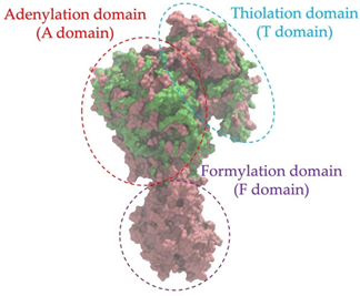 Antibiotics 14 00805 i002 Antibiotics 14 00805 i002