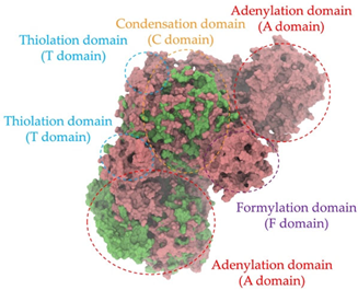 Antibiotics 14 00805 i004 Antibiotics 14 00805 i004