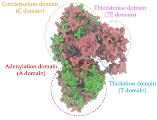 Antibiotics 14 00805 i006 Antibiotics 14 00805 i006