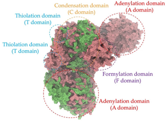 Antibiotics 14 00805 i008 Antibiotics 14 00805 i008