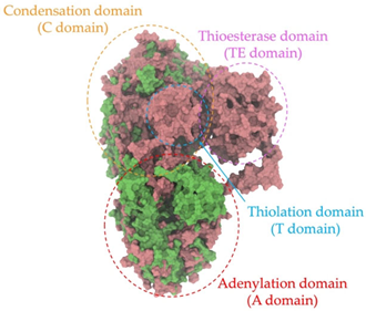 Antibiotics 14 00805 i012 Antibiotics 14 00805 i012