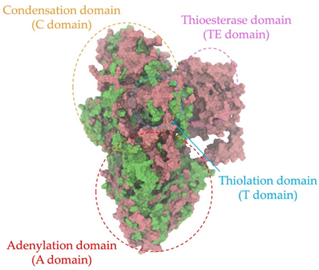 Antibiotics 14 00805 i014 Antibiotics 14 00805 i014