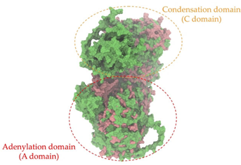 Antibiotics 14 00805 i016 Antibiotics 14 00805 i016