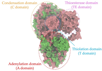Antibiotics 14 00805 i022 Antibiotics 14 00805 i022
