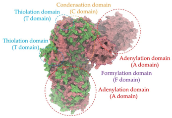 Antibiotics 14 00805 i024 Antibiotics 14 00805 i024