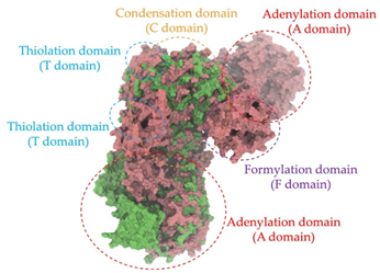 Antibiotics 14 00805 i026 Antibiotics 14 00805 i026