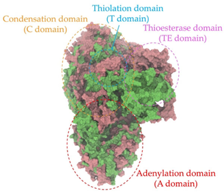 Antibiotics 14 00805 i028 Antibiotics 14 00805 i028