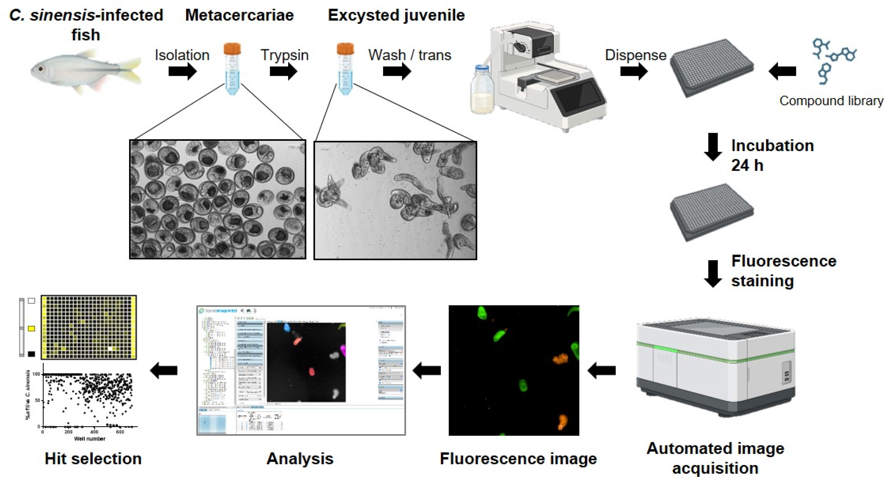 Antibiotics 14 00837 g001