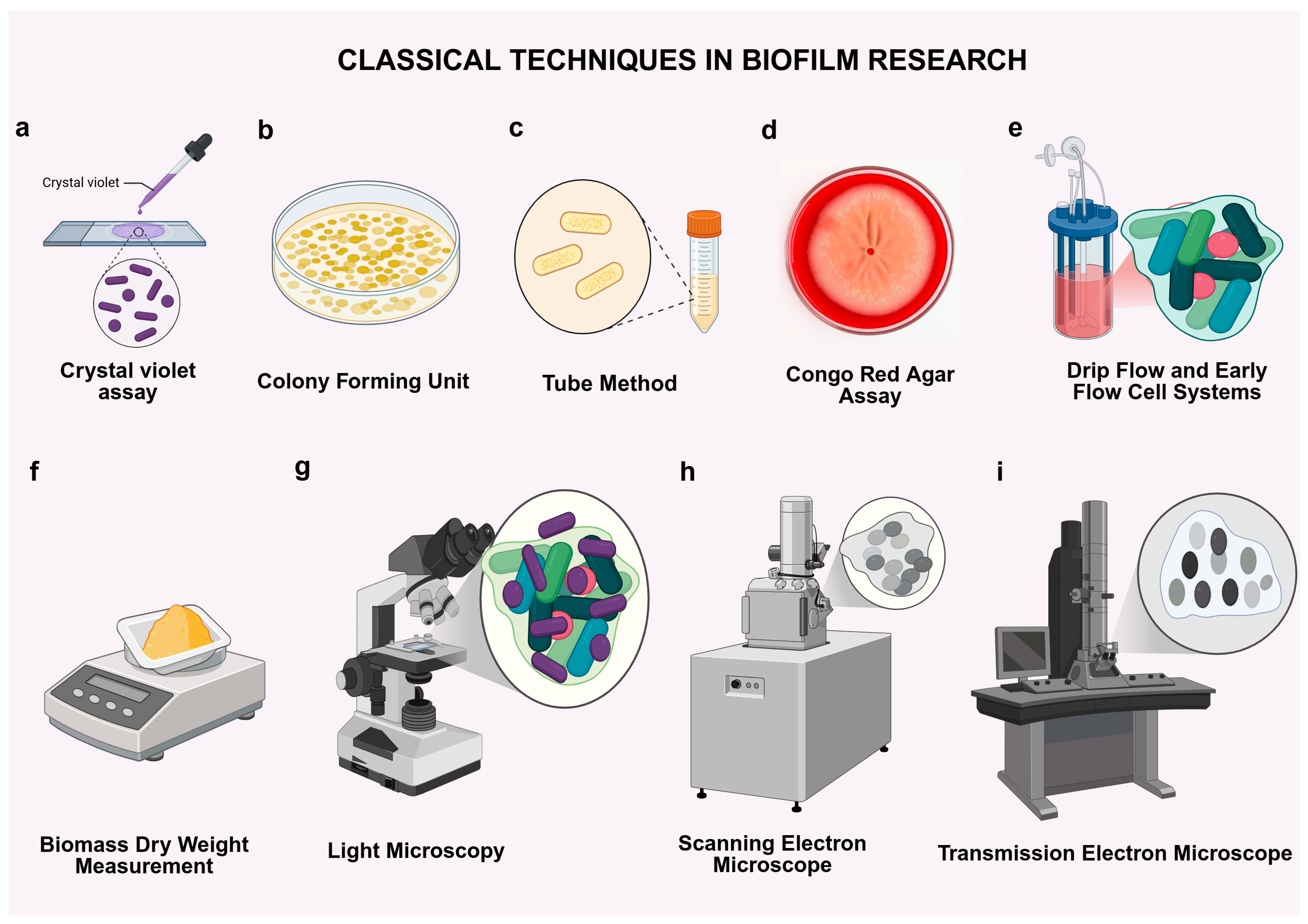 Antibiotics 14 00865 g001