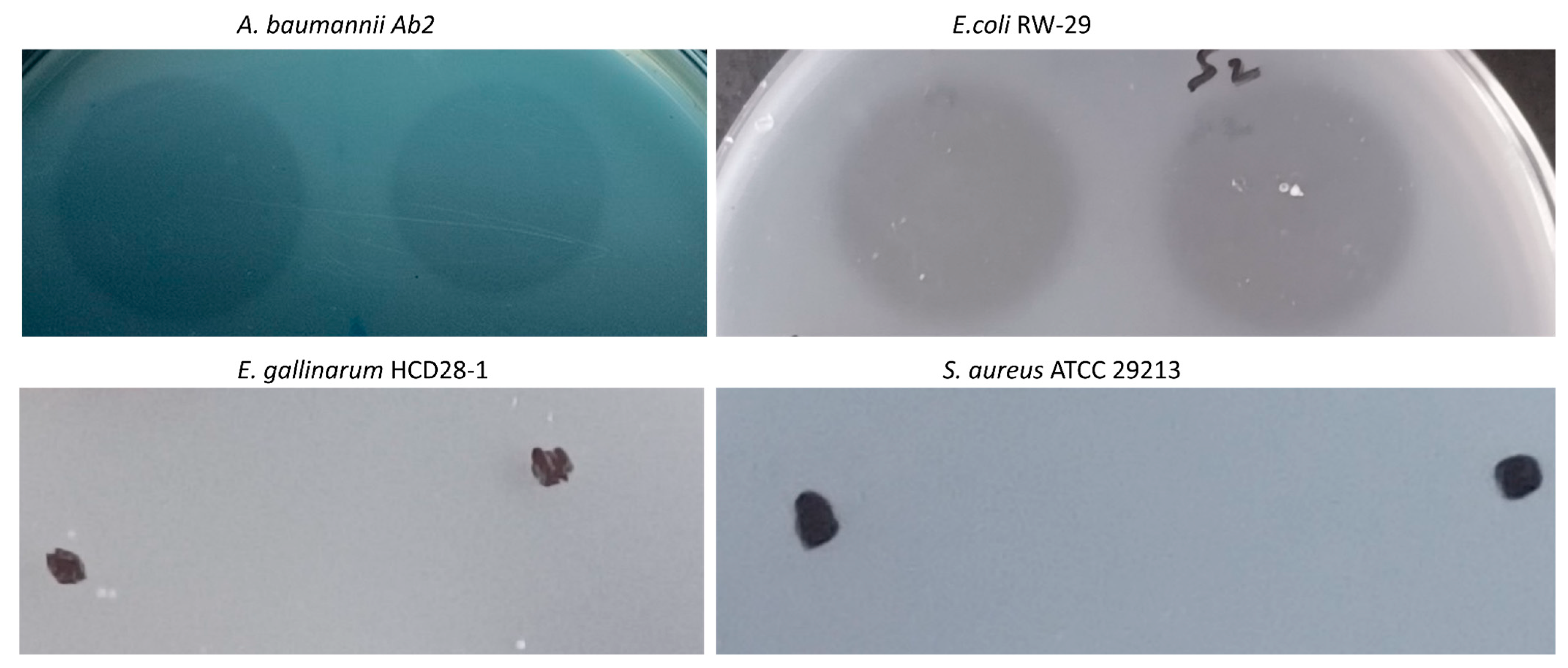 Antibiotics 14 00975 g006 Antibiotics 14 00975 g006