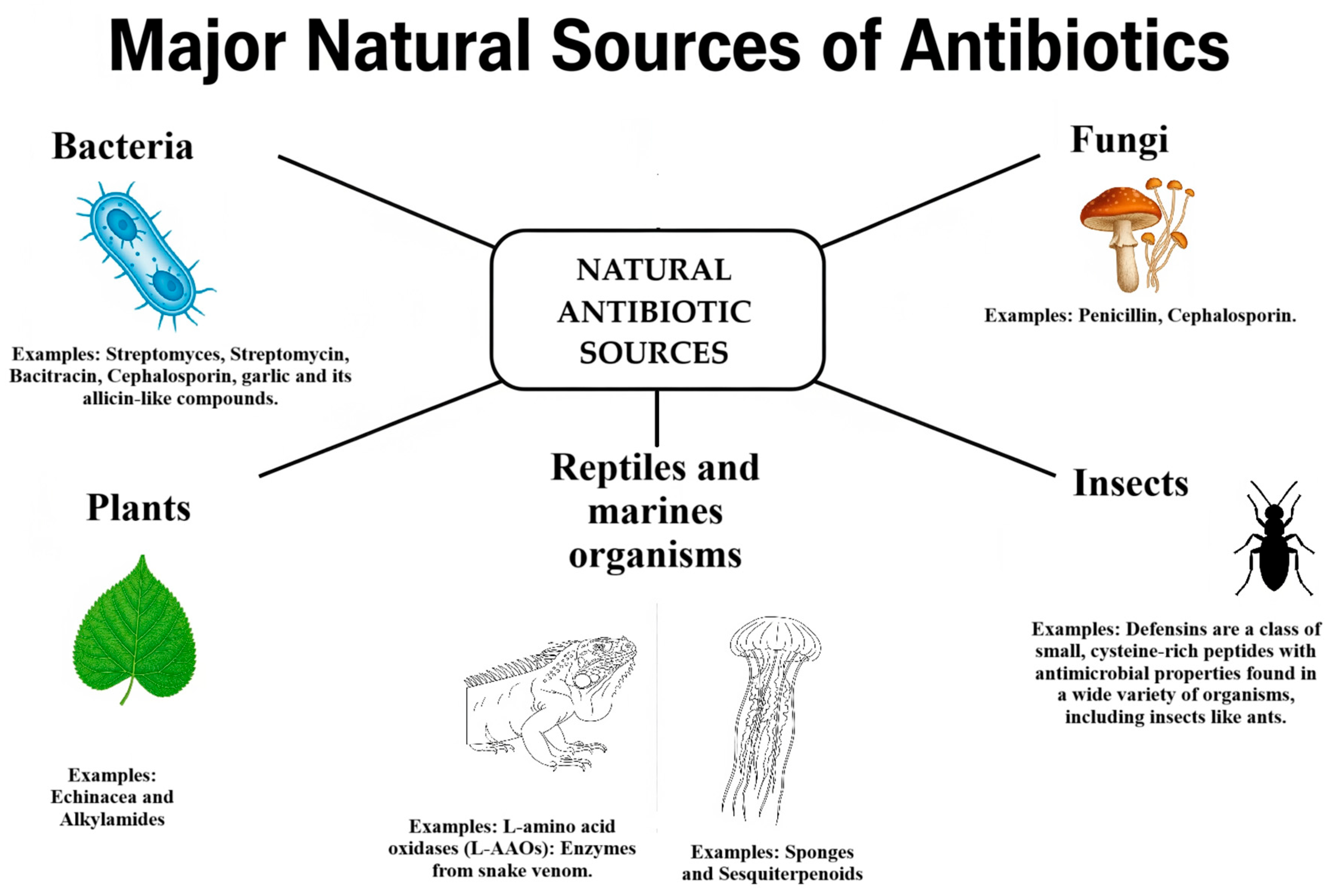 Antibiotics 14 00981 g003