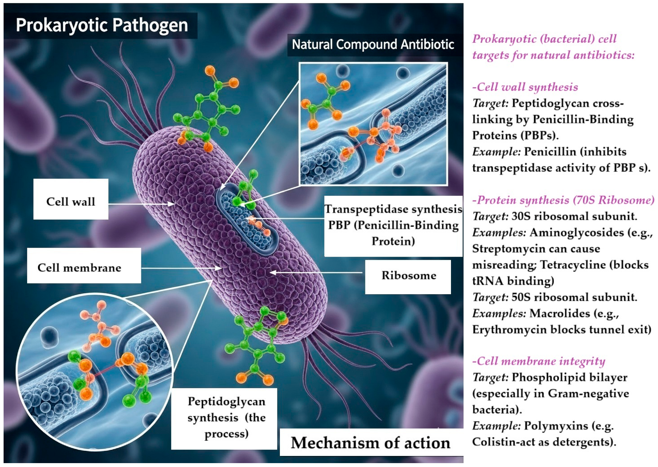 Antibiotics 14 00981 g004