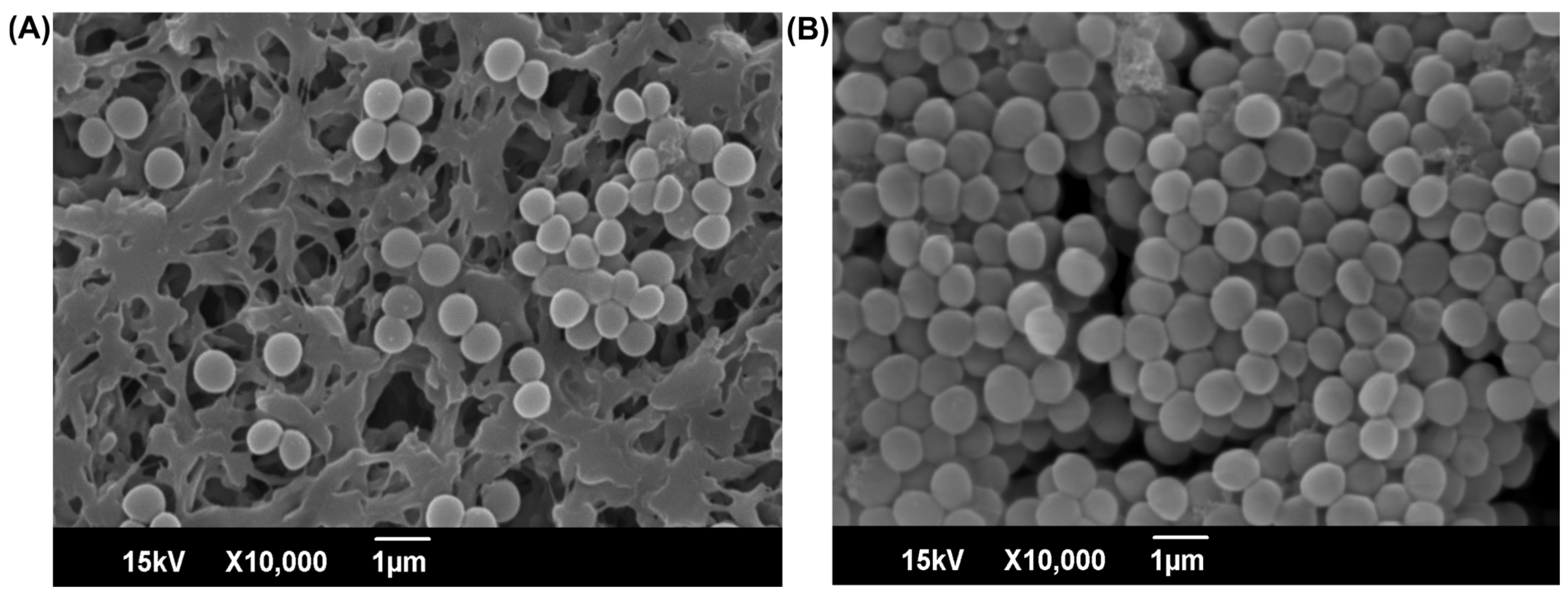 Antibiotics 14 01240 g003 Antibiotics 14 01240 g003