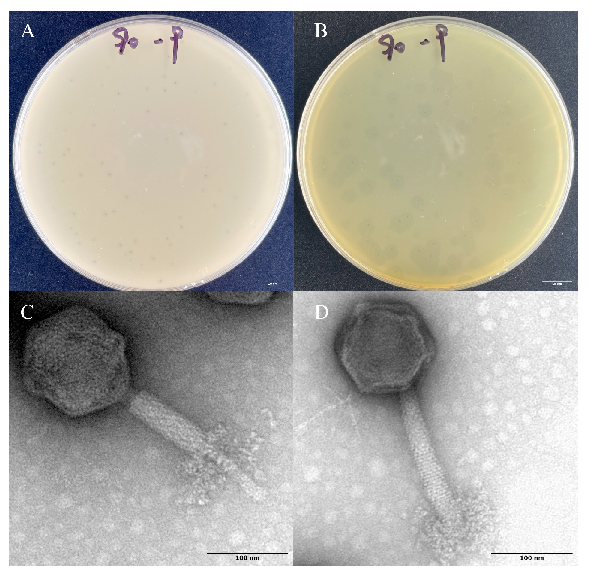 Antibiotics 15 00027 g001