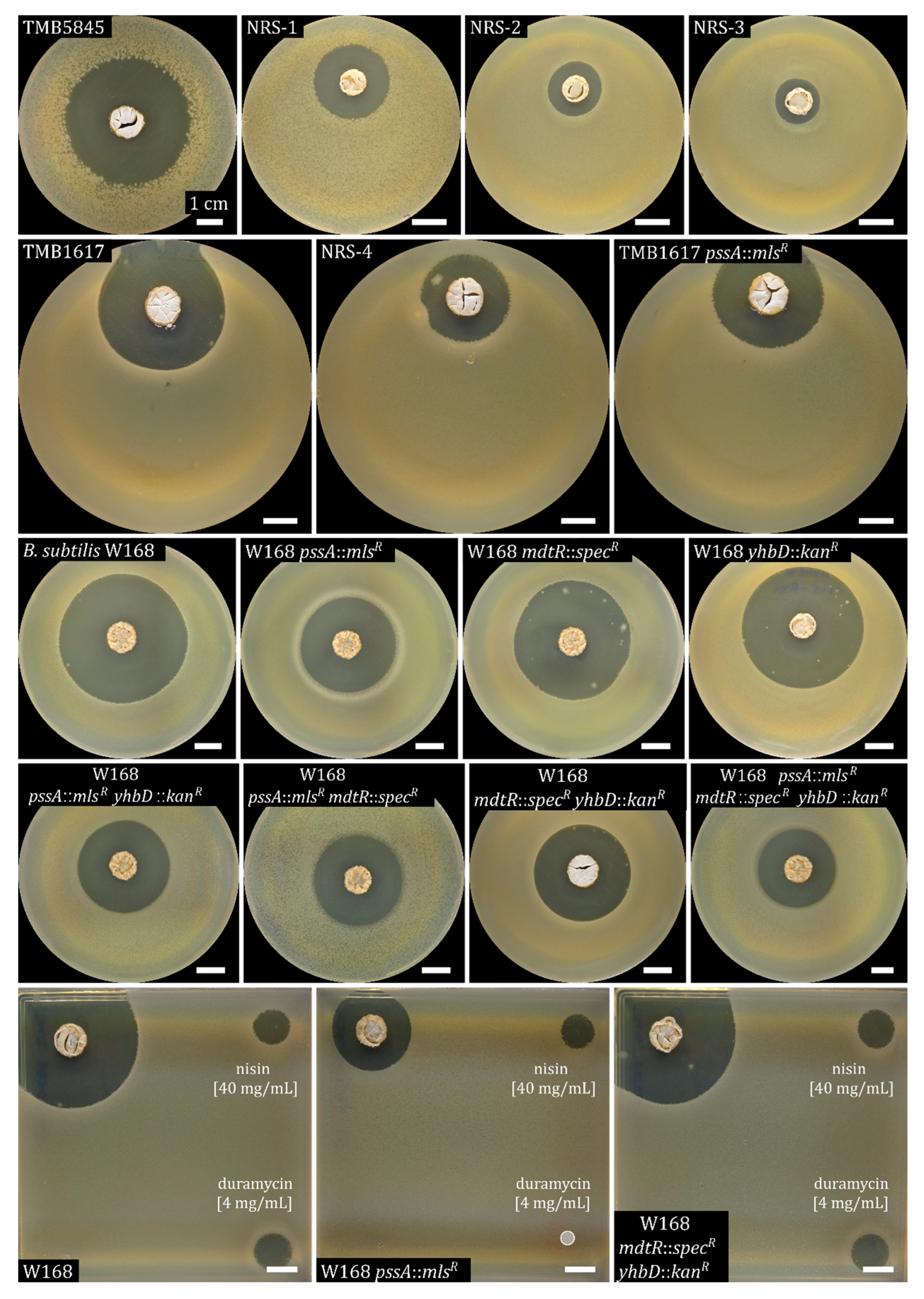 Antibiotics 15 00104 g0a7