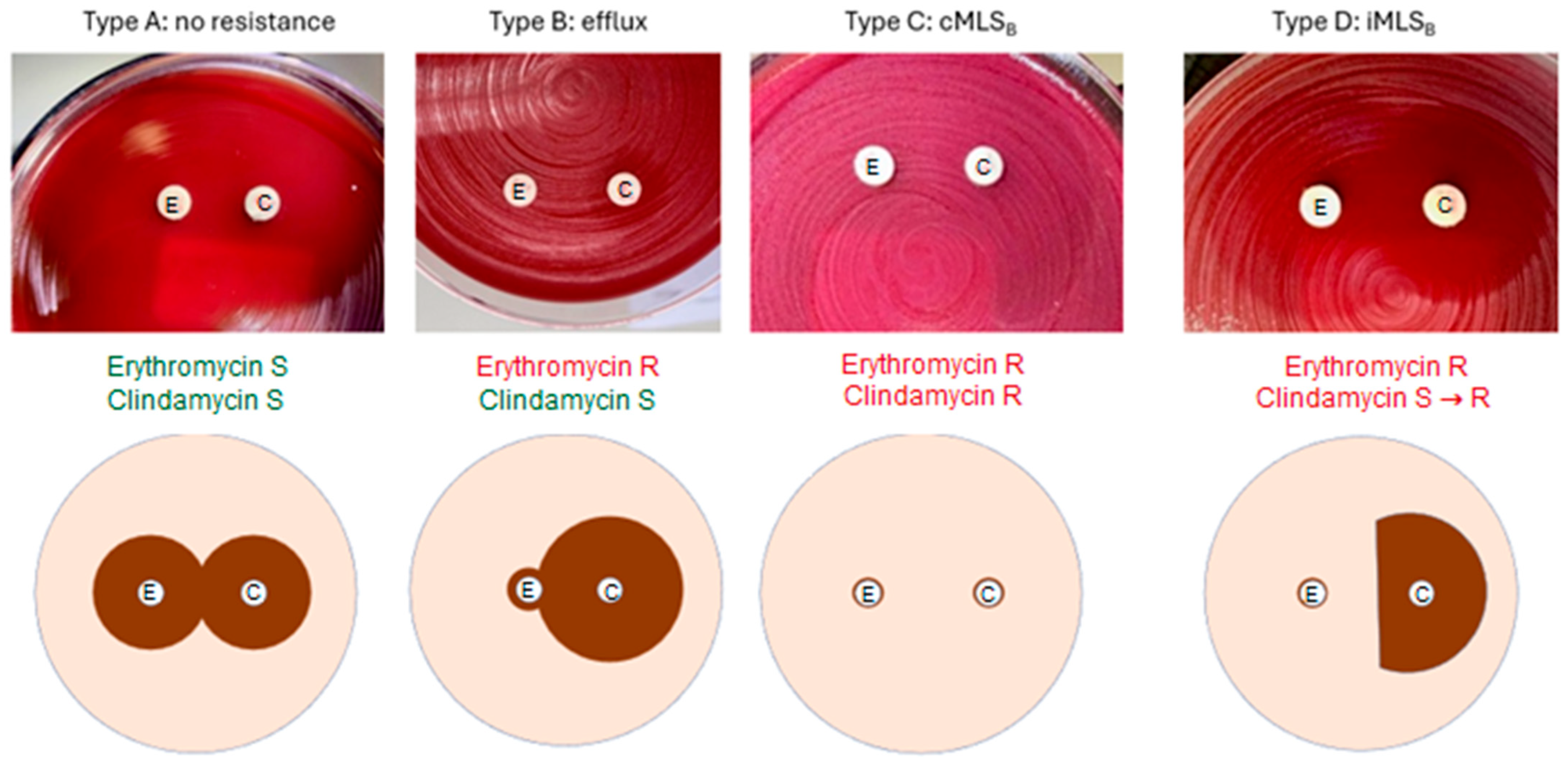 Antibiotics 15 00360 g001 Antibiotics 15 00360 g001