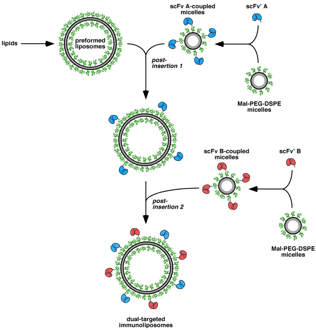 Antibodies 01 00199 g005 1024