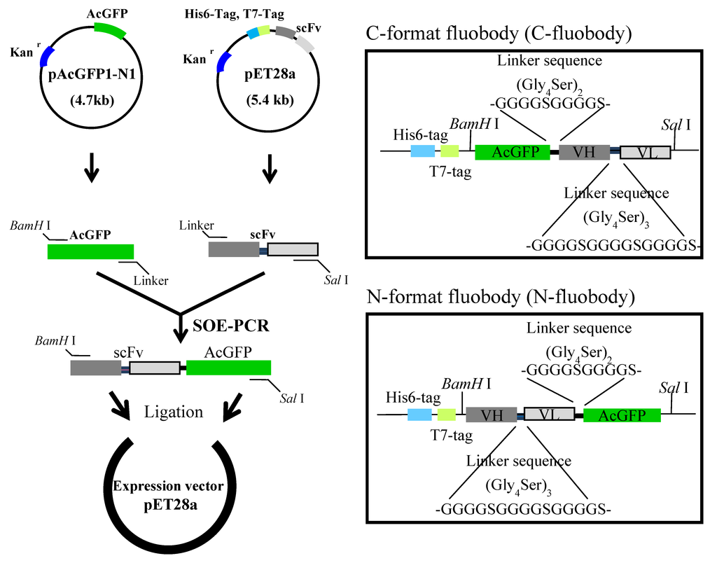 Antibodies 01 00239 g002 1024