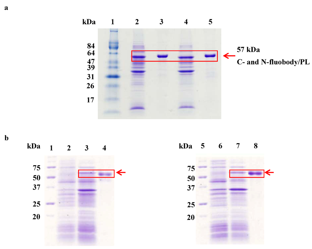 Antibodies 01 00239 g003 1024