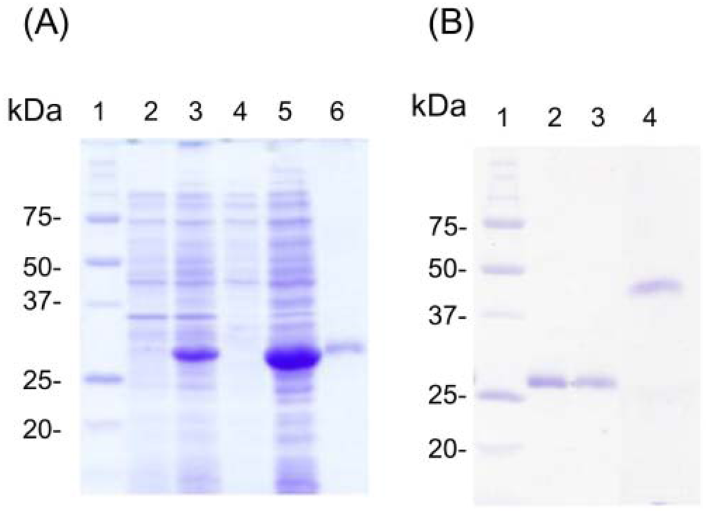 Antibodies 01 00273 g002 1024