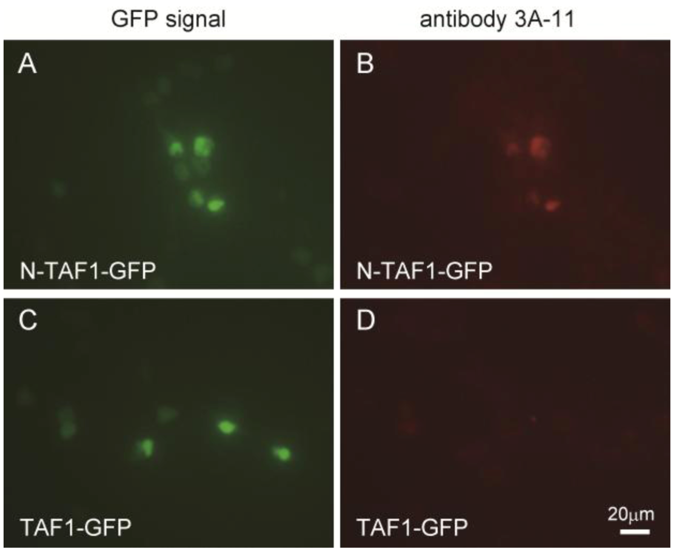 Antibodies 02 00001 g001