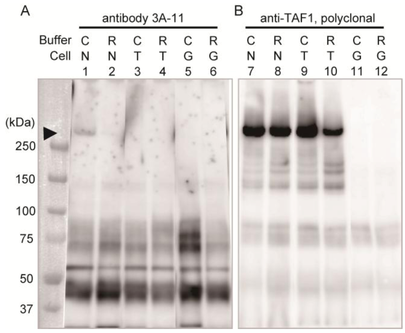 Antibodies 02 00001 g002