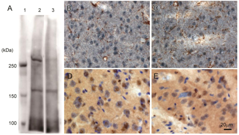 Antibodies 02 00001 g003