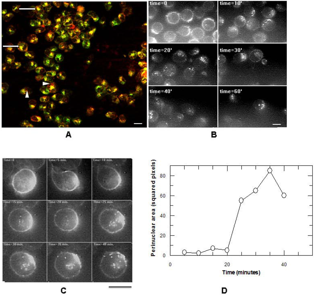 Antibodies 02 00050 g001 1024