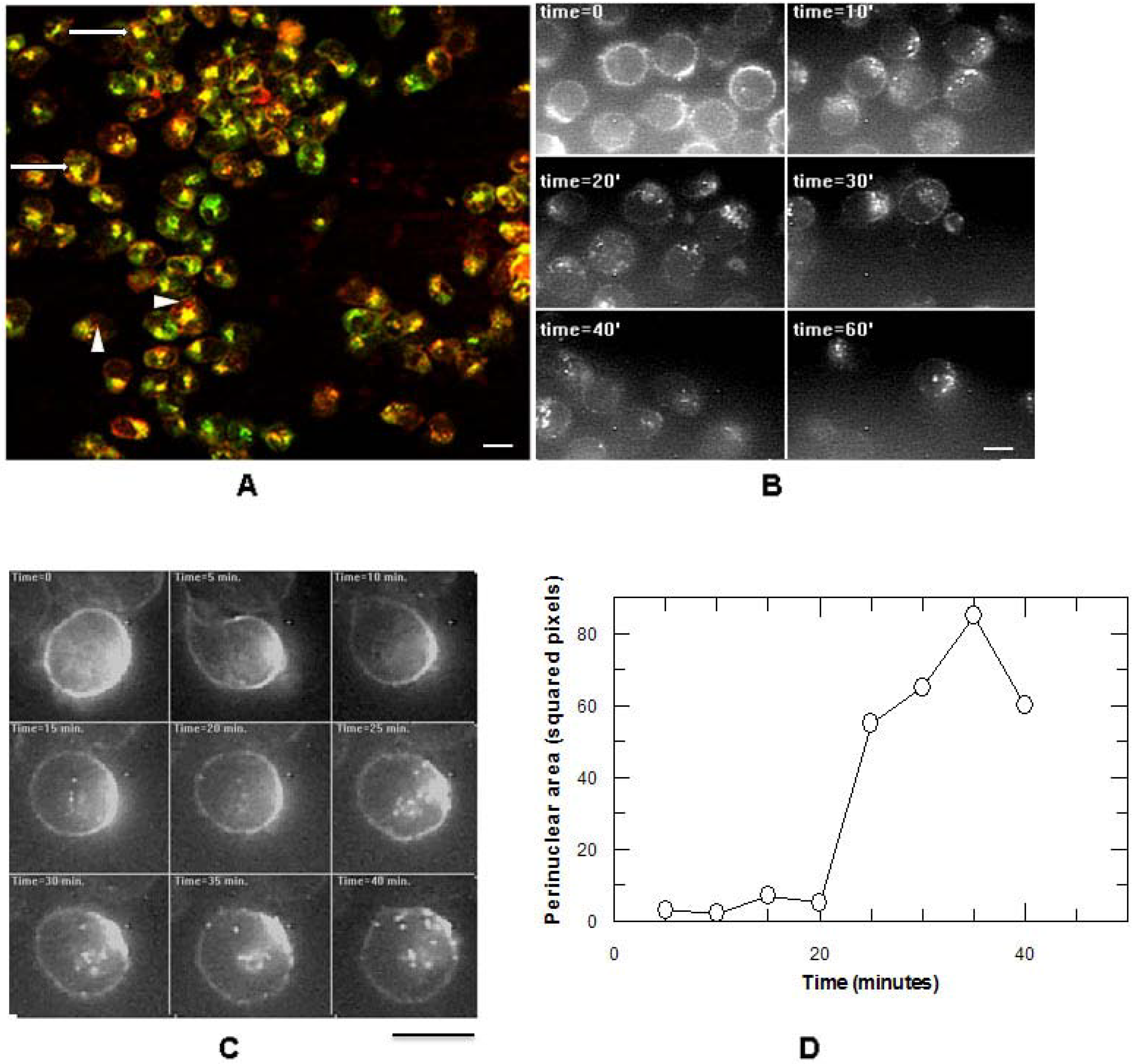 Antibodies 02 00050 g001