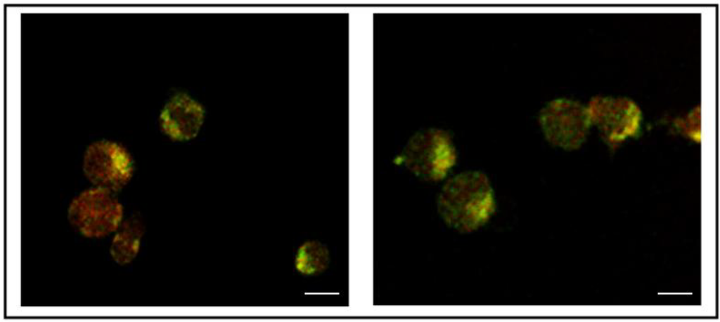 Antibodies 02 00050 g003 1024