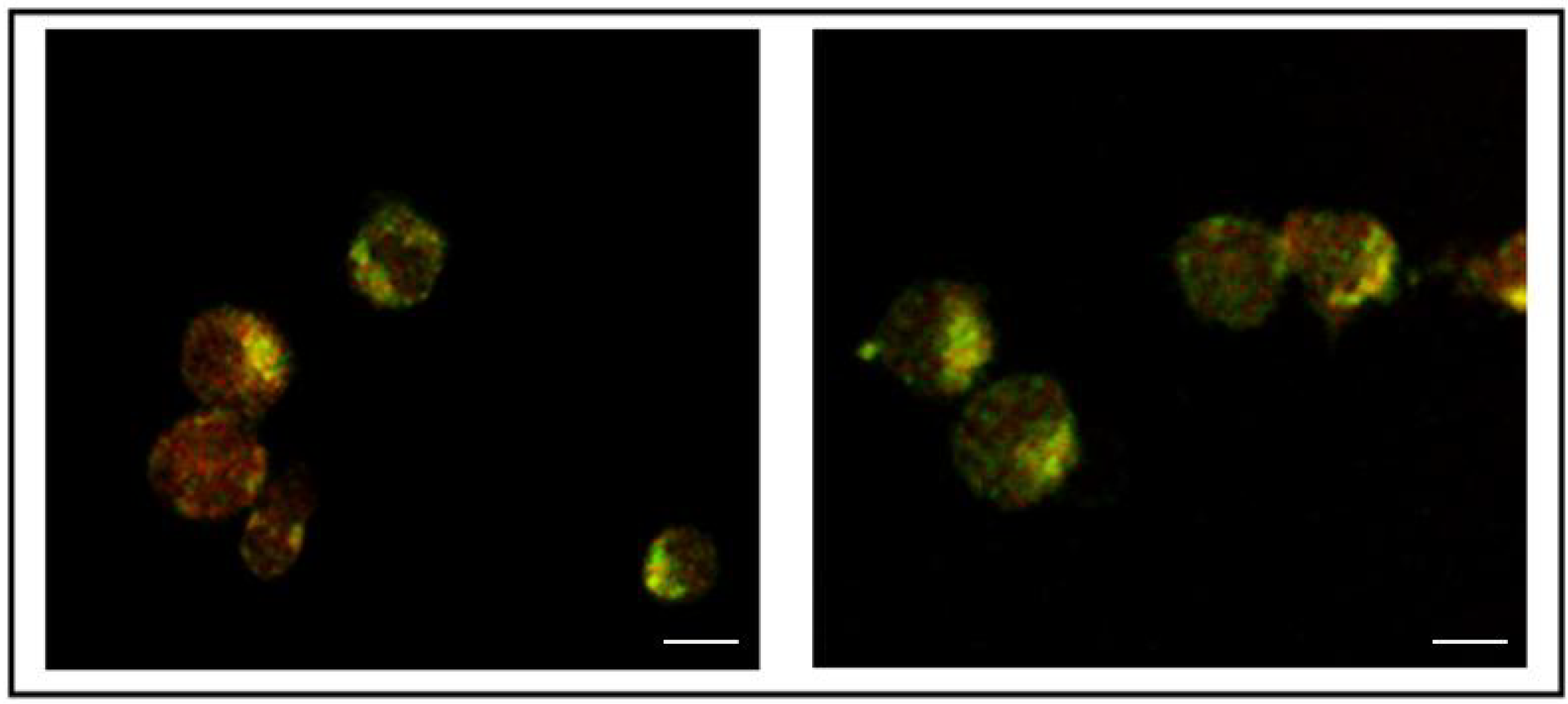 Antibodies 02 00050 g003