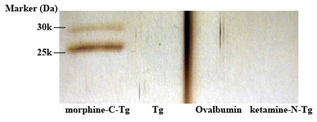 Antibodies 02 00093 g005 1024