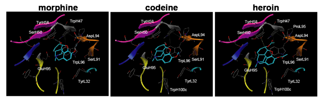 Antibodies 02 00093 g009 1024