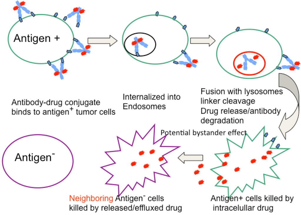 Antibodies 02 00113 g002 1024