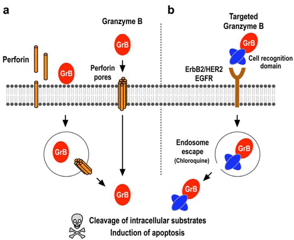 Antibodies 02 00130 g001 1024