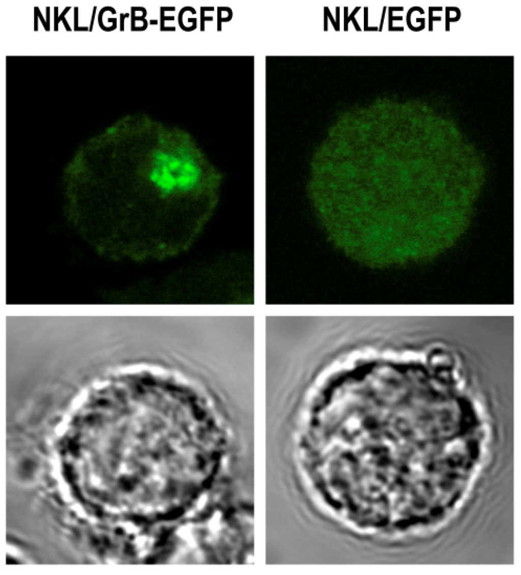Antibodies 02 00130 g005 1024