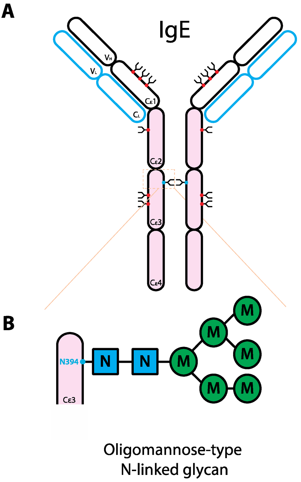 Antibodies 02 00392 g002 1024