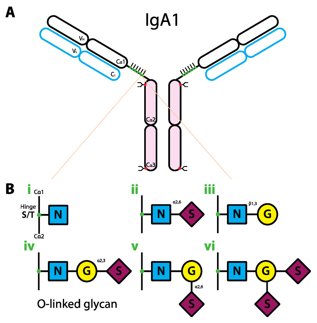 Antibodies 02 00392 g003 1024