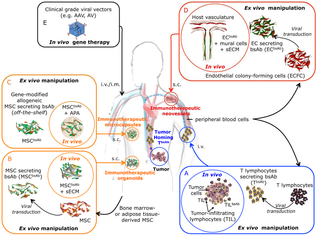 Antibodies 02 00415 g002 1024